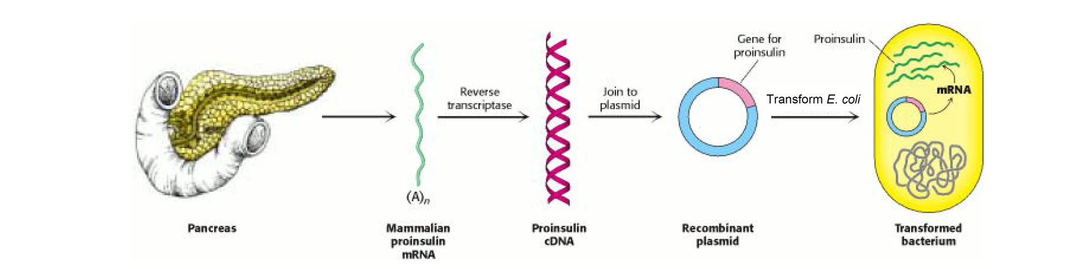 Inzulin előállítása rekombináns proinzulinból Pancreas Proinzulin mrns Proinzulin cdns Rekombináns plazmid Transzformált baktérium Proinzulin