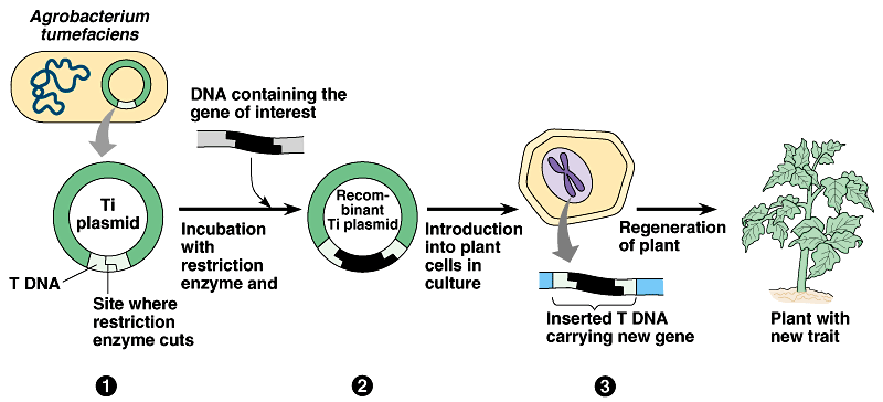 Transzgenikus növény előállítása agrobaktérium