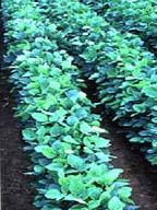 Herbicid-rezisztens gabonanövények Glyphosate, imidazolinone Szója, kukorica, canola stb.
