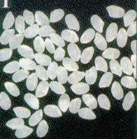 -karotin szintézise növényekben Izopentenil-pirofoszfát IPP (C 5 ) Normál A-vitamin hiányos rizs Probléma: Rizsből hiányoznak ezek az enzimek