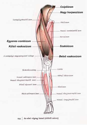 A sportág specifikus lábizmok elölnézetből Combközelítő (Szabóizom) M. sartorius (csípőízület: flexio térdízületben : flexio, med.rotatio) Négyfejű combizom - M.