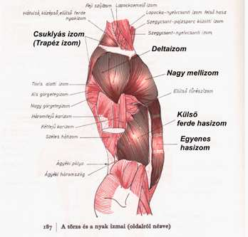 3.2 A technika kivitelezésében domináns izmok A legfontosabb izmok félkövéren kiemelve (szerk.) A sportág specifikus törzsizmok elölről nézve Trapéz izom M. trapezius Delta izom M.