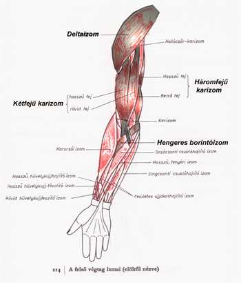 A sportág specifikus karizmok elölről nézve Delta izom M. deltoideus (a törzs izmaihoz tartozik) Kétfejű karizom M.