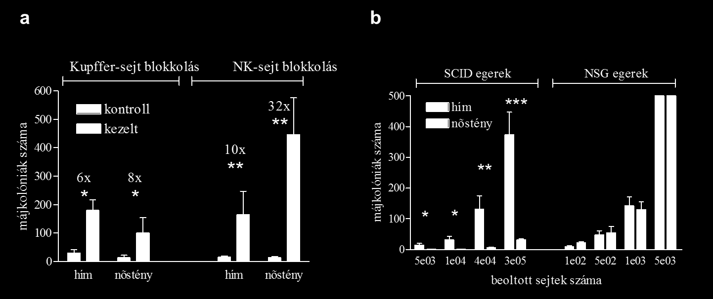 összehasonlítható májkolóniaszámot kapjunk. A gadolínium-kloriddal előkezelt egerekben a két nemben hasonló mértékben fokozódott a HT168-M1 sejtek kolóniaképzése (17.a ábra).