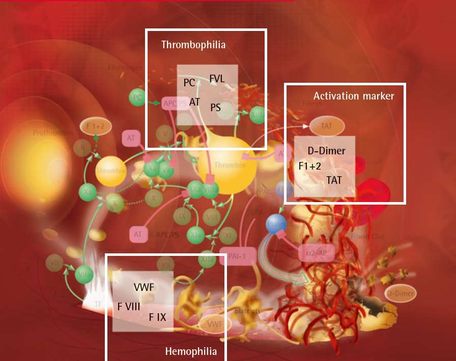 Hemofilia - thrombofilia