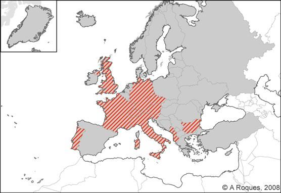 Rhagoletis cingulata-keleti cseresznyelégy Európai cseresznyelégy (Rhagoletis cerasi) A földközi-tengeri gyümölcslégy (Ceratitis capitata Wiedemann, 1824.