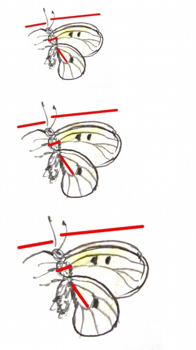 Bevezető Nyelvhossz fajok között összefügg egyéb testméretekkel szárnyhossz (Waddington & Herbst 1987) testtömeg (Corbet 2000) testhossz (Karolyi et al., 2013, Kunte 2007) Fajon belül?