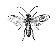 Irodalom Aronson, Elliot (1980): A társas lény. KJK, Bp., 108. Benda, Julien (1947): A demokráciák nagy próbája. Káldor György, Budapest, 153. Bibó István (1986 1990): Válogatott tanulmányok. I IV.