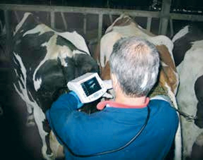 54Szarvasmarha laboratóriumi diagnosztika (ellés előtti, illetve utáni 3 hét időszaka) Transition Cow panelvizsgálat 5400 Ft Transition Cow Panel Béta-hydroxivajsav (BHB) Nem-észterifikált zsírsavak