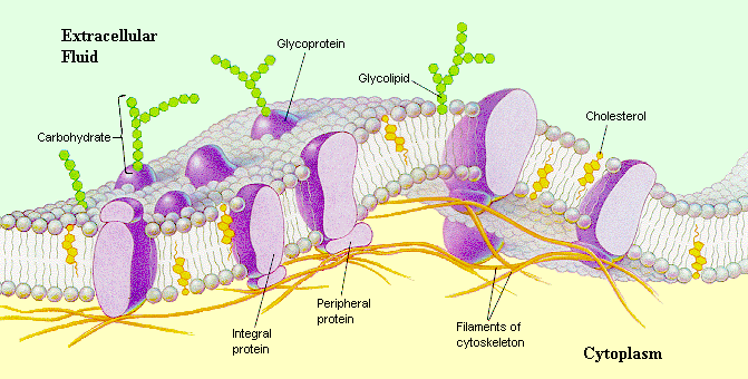 Biológiai membránok a folyékony mozaik modell A lipid-és fehérjemolekulák mozgása (diffúziója) oldalirányban szabad, átfordulásuk gátolt A