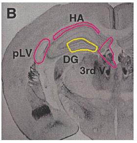 énekesmadarak: high vocal center (striatum) Neurogenezis a felnőtt agyban szubventrikuláris zóna (SVZ) emlősök: hippocampus gyrus dentatus (GD) szubgranuláris zóna (SGZ) Alvarez-Buylla and