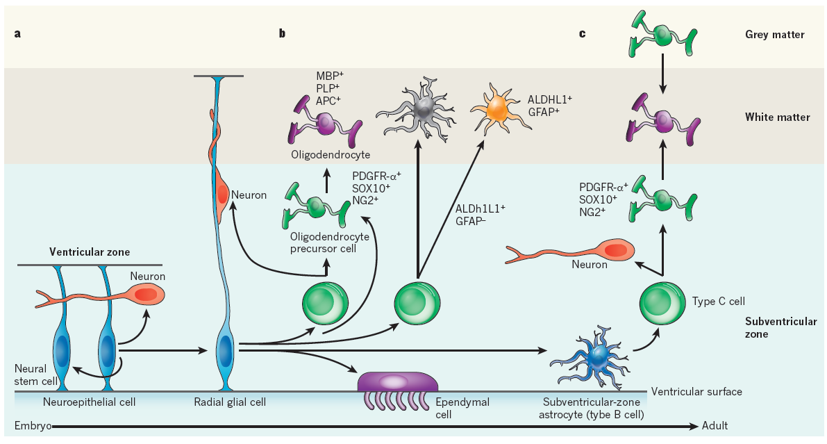 Az oligodendroglia leszármazás anno (<1990 ): oligodendroglia a teljes VZ-ban