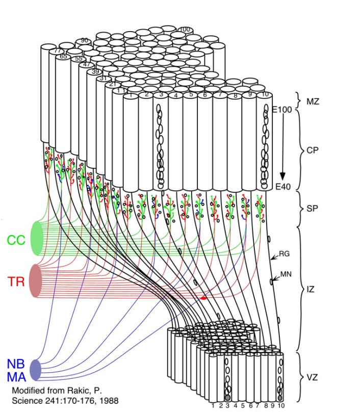 A radiális glia migráló neuronális prekurzorok radiális glia VZ: ventrikuláris zóna PP: preplate SVZ: szubventrikuláris zóna CP: cortical plate IZ: intermedier zóna MZ: marginális zóna SP: subplate