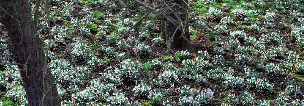 Tavak mellé, nedves területekre: Fritillaria meleagris (Kockásliliom) Arum italicum (Kontyvirág) Leucojum (Tőzike) Camassia (Prérigyertya) Fás, bokros területekre: Allium ursinum (Díszhagyma) Anemone