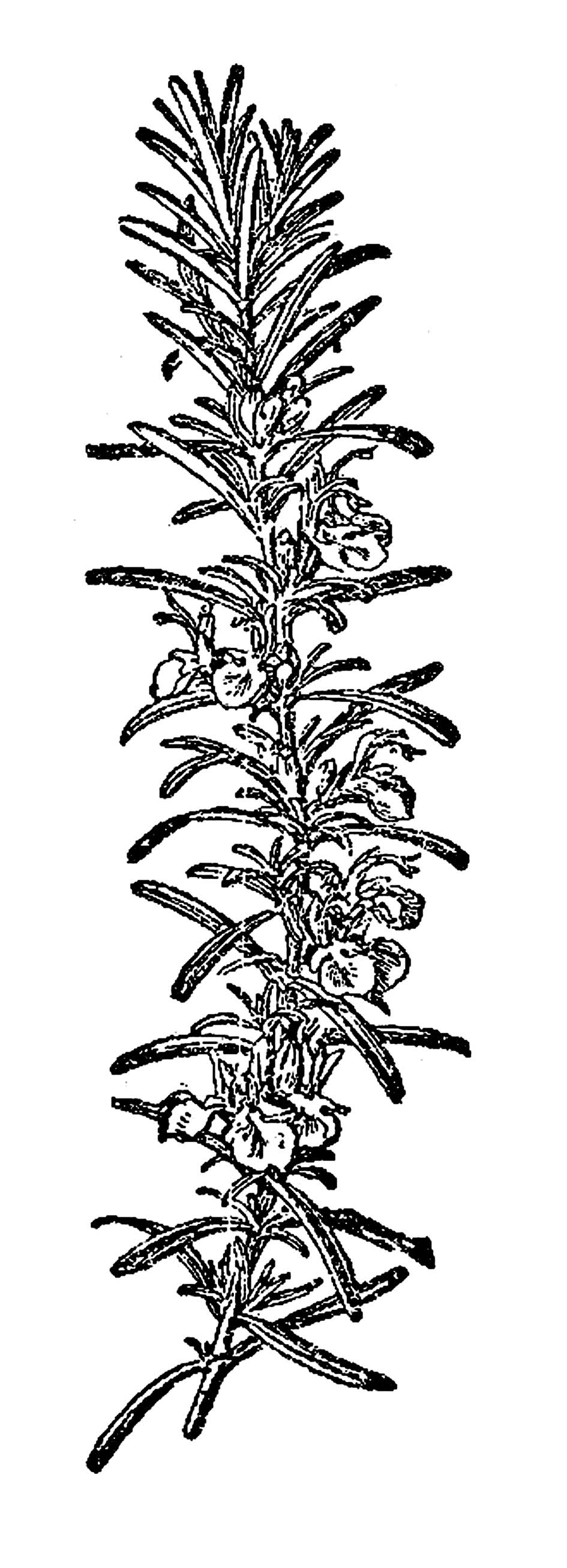 IRODALOM Bazzaz, Fakhri A. (1970): Secondary Dormancy in the Seeds of the Common Ragweed Ambrosia artemisiifolia. Bulletin of the Torrey Botanical Club. 97, 302 5. Béres Imre Hunyadi Károly (1980).