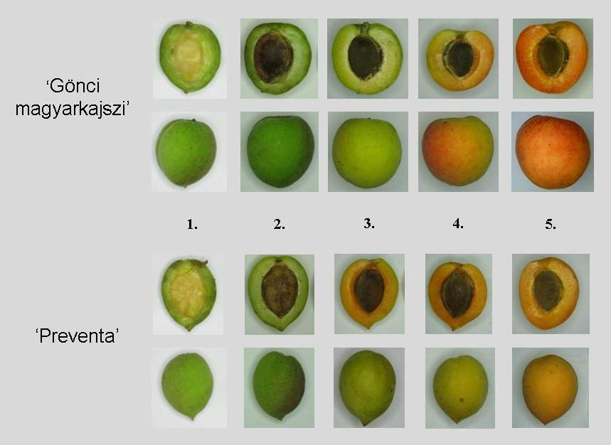 1. ábra: Gönci magyarkajszi és Preventa kajszigenotípus gyümölcsei az öt érési állapotban (forrás: Pfeiffer, 2012).