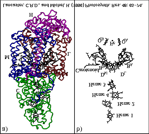 A fotoszintézis molekuláris biofizikája (Vass Imre, 2000) 66 ¹º»¼½ ¾ ¾ ÀÁ»³Â ¾ Ã Ä Á Å Á ¾ Â Å Á ÄÆÁ Ã ¾ ¾ Å ÇÉÈ!Â Á Ê»Ë Ì ÍË Á ÀÅ Â ÎÆ Ï ÅÐ³Ê Ä Ê Ñ Á Ò Ó ¾ ÒÔÕÊ Ã ÖÉÔ] Ø¾ Ù építi fel.