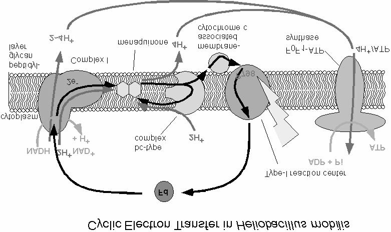 A fotoszintézis molekuláris biofizikája (Vass Imre, 2000) 70 hasznosuló elektronok a reakciócentrum részvétele nélkül jutnak a membránban található kinonokhoz.