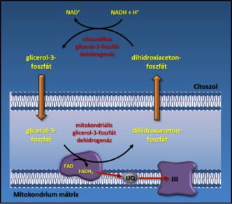 reakció során oxálacetát keletkezik, mely újra részt vehet a NADH transzportjában, miközben a malát-dehidrogenáz által katalizált reakcióban redukálódik (3. ábra). 3.