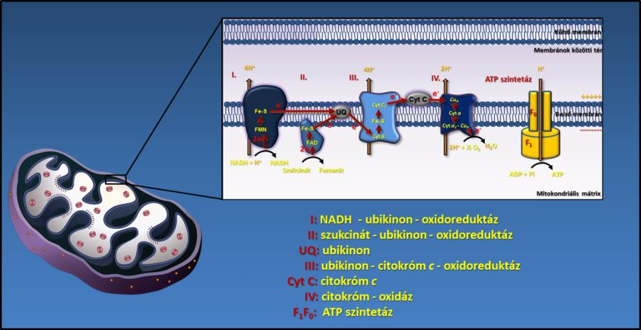 A biológiai oxidáció során egy molekula NADH oxidációjához 3 molekula ADP foszforilációja, míg egy molekula szukcinát oxidációjához 2 molekula ATP képződése kapcsolódik.