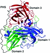 2.1.2. Fenoxazinon szintetáz (PHS) (E.C.1.10.3.