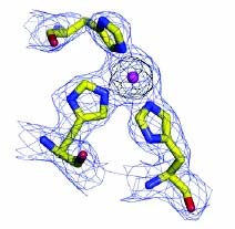 4. ábra. Új II. típusú rézcentrum a PHS szerkezetében Ezen új II. típusú rézatomnak tulajdonítható a hexamer forma nagyobb stabilitása és aktivitása.