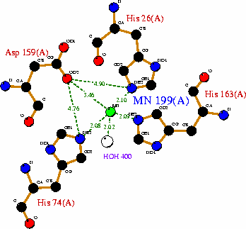 Az instabilis gyök önmagában is tud diszproporcionálódni stabilisabb termékké (5): hidrogén-peroxiddá és dioxigénné [9]. 2 2 -.