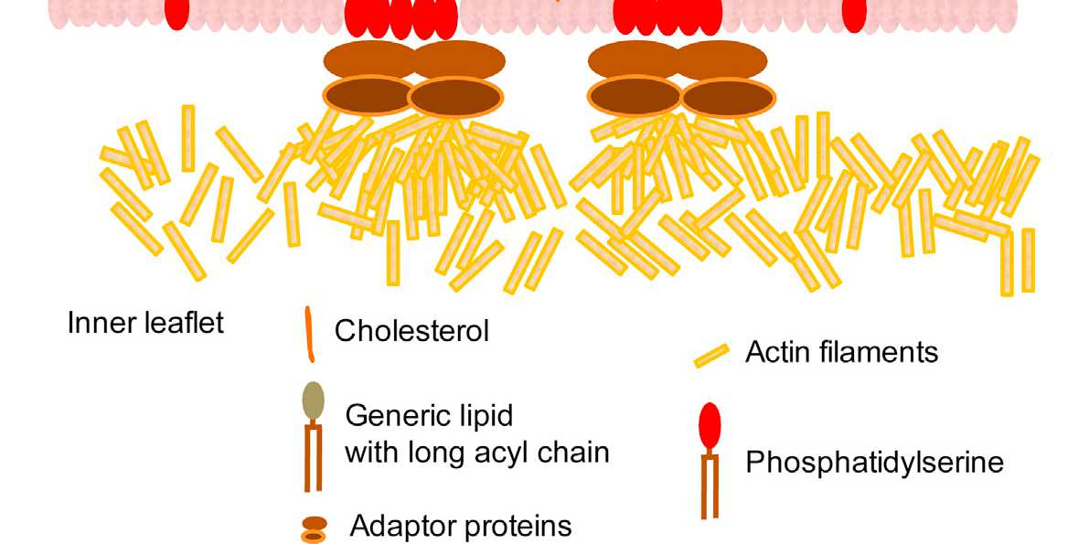*! Cell 2015 Transbilayer lipid interactions