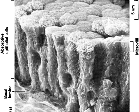 Intestinal glucose transport Mit