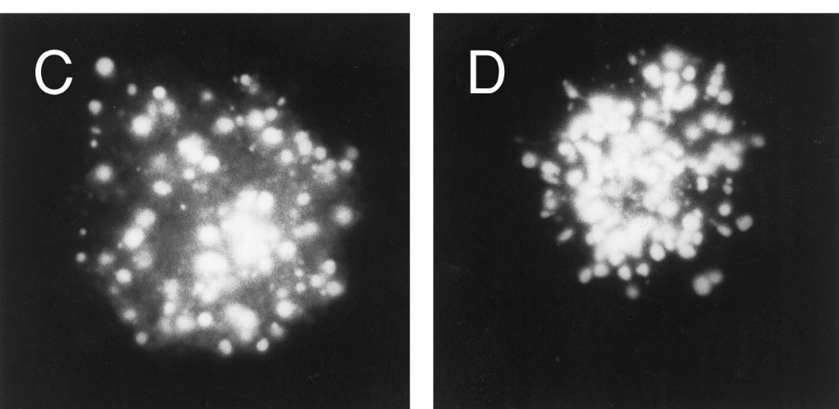 Daunorubicin distribution in cytoplasts Selwyn J. Hurwitz et al.