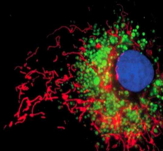 Live cells incubated simultaneously with MitoTracker Deep Red