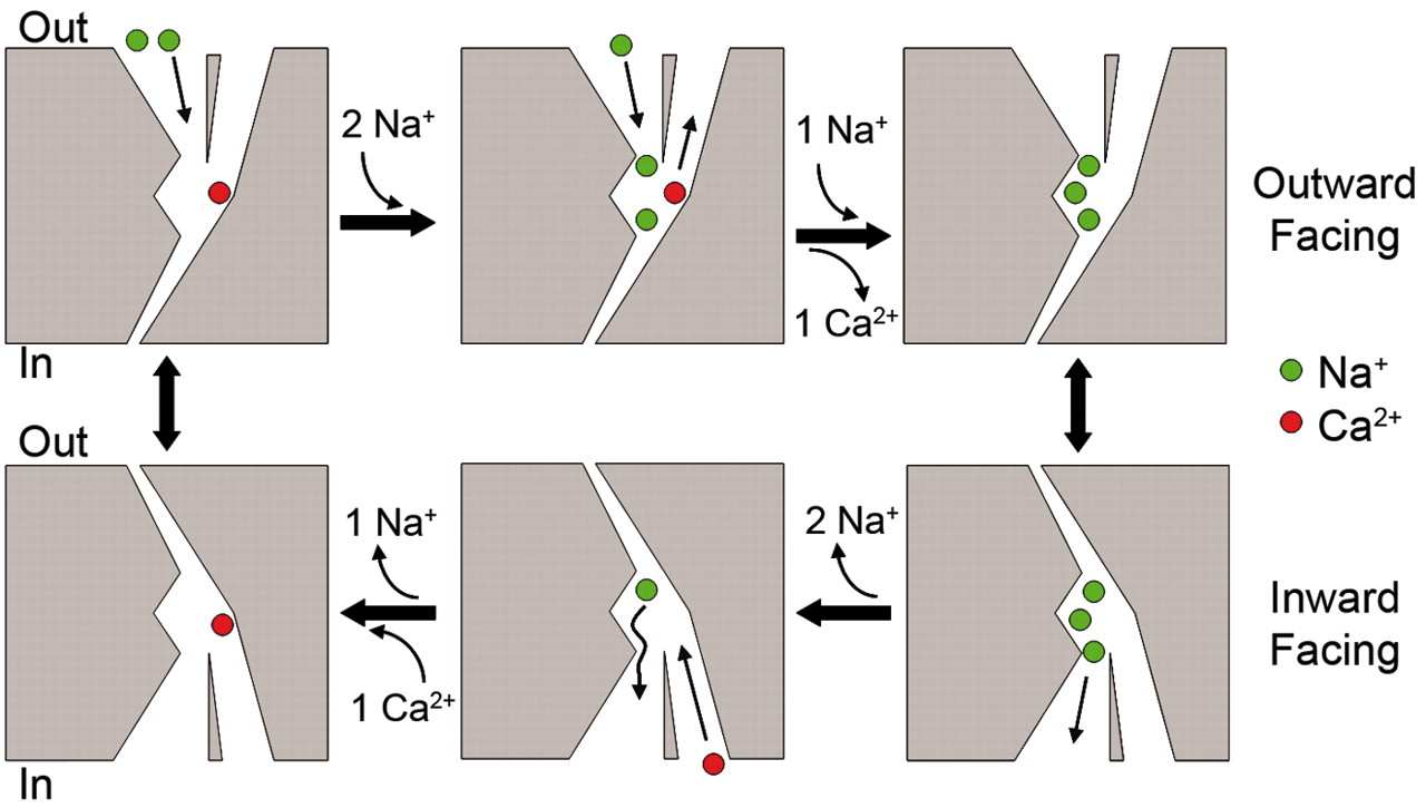 Na + /Ca 2+ -exchanger: