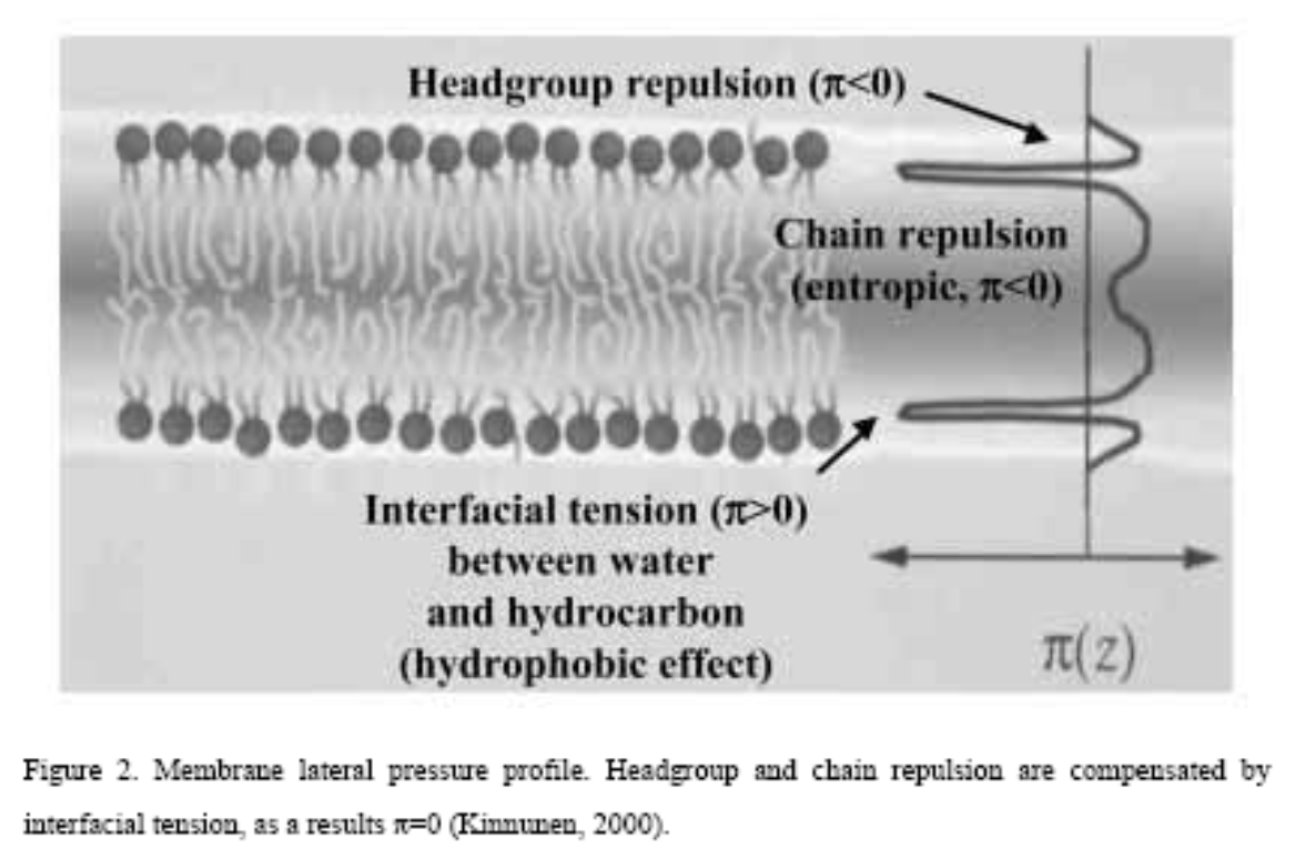 Lateral pressure profile