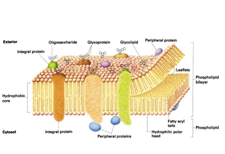 Asymmetric lipid composition görbület 1.