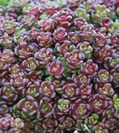 'HIGHLANDER WHITE AND RED' (KŐTÖRŐFŰ) 10-20 piros-fehér III-IV 7x7 SEDUM REFLEXUM 'CRISTATUM' (FODROS LEVELŰ VARJÚHÁJ) sárga VI-VIII 7x7 'WEISSER ZWERG' (KŐTÖRŐFŰ) 10 fehér IV-V SAXIFRAGA X URBIUM