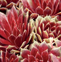 SEMPERVIVUM HYBRIDUM (KÖVIRÓZSA) A kövirózsa fajtákat néhány kivételtől eltekintve számozással különböztetjük meg egymástól.