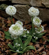 LYCHNIS X ARKWRIGHTII 'VESUVIUS' (ÉGŐVÖRÖS KAKUKKSZEGFŰ) 25-30 narancs- piros VI-VII LYCHNIS VISCARIA 'SPLENDENS' (TELTVIRÁGÚ ENYVESSZEGFŰ) 30-40 rózsaszín V-VI LYCHNIS X HAAGEANA 'MOLTON LAVA'