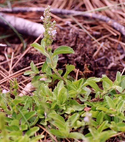 Hieracium murorum