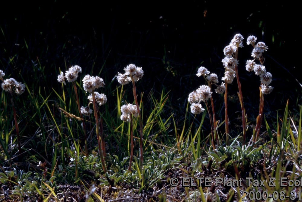 Solidago