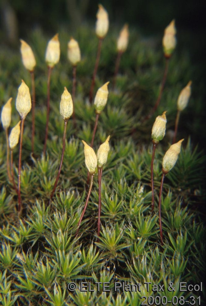 Polytrichum formosum