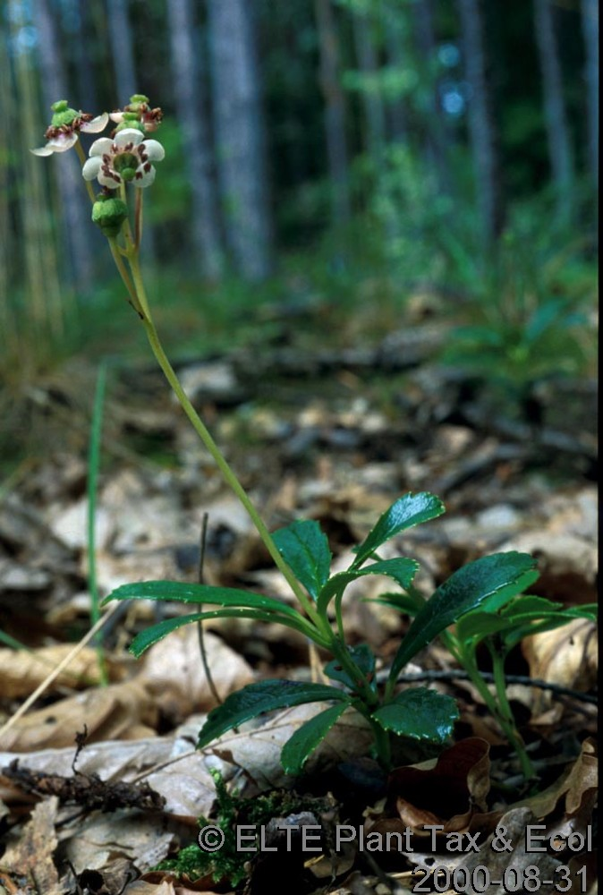 Pyrola rotundifolia