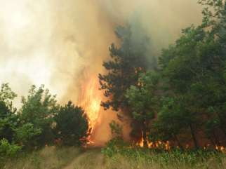 Kaskantyú: 250 ha Kiskunhalas: