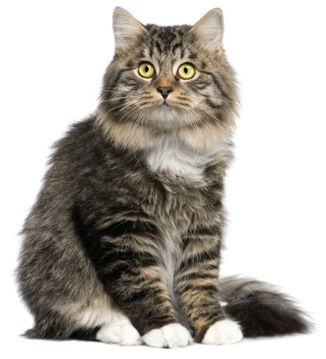 Macskák alsó húgyúti megbetegedése (FLUTD) A macskák alsó húgyúti megbetegedése (FLUTD) egy gyűjtőfogalom azokra az állapotokra, amelyek a macskák húgyhólyagját és húgyvezetékét érinthetik.