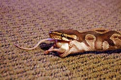 SZAKMAI INFORMÁCIÓTARTALOM Táplálkozástudományi szempontból nehéz egyszerre beszélni a kígyóról és egérről, hacsak nem így: 3. ábra.