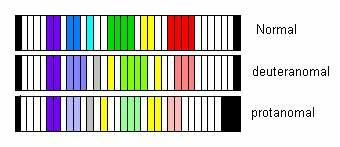 Normal színlátók és reguláris színtévesztők spektrumszín megnevezési tartományainak összehasonlítása Hurwitz anomaloszkópon végzett mérésének eredményei 134 mérő személy 69 normál színlátású 65