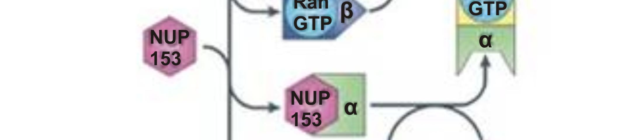 , 2008), majd további FG nukleoporinokkal történő gyors, átmeneti kötések