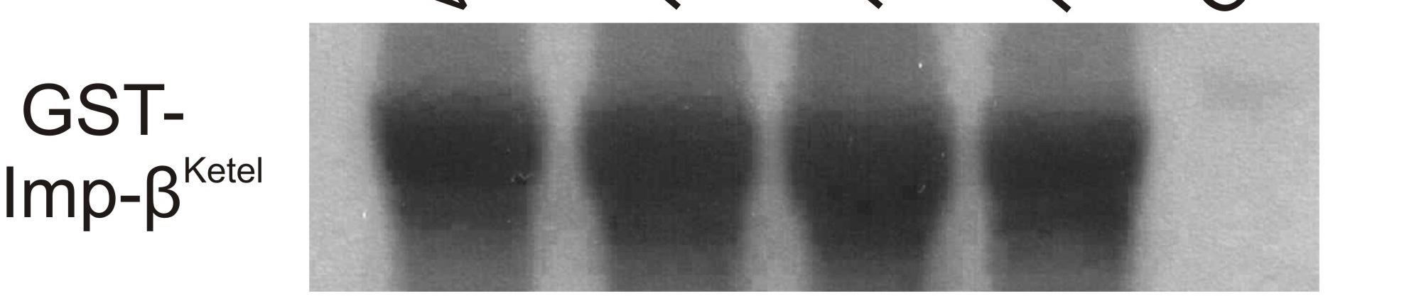 Eredmények embrionális fehérje kivonatból az Imp-α2 fehérjét. Ez az eredmény jó egyezést mutat a fehérje modellezés eredményével. 10. ábra.