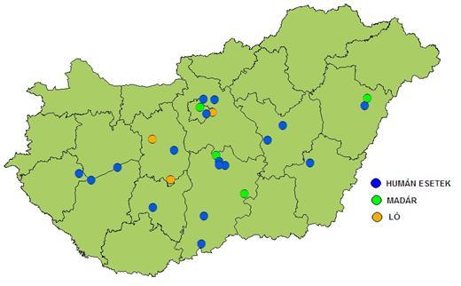 44 Epinfo A legfiatalabb beteg négyéves, a legidősebb 80 éves volt, a hazai eseteket tekintve a legtöbb megbetegedést az 50 éven felüliek körében észlelték, a korspecifikus morbiditás a 20-29 és az