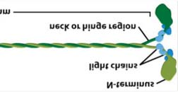 vakuoláris fehérjeválogatás (pinchase enzimek)? 3.