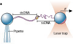 Különleges DNS